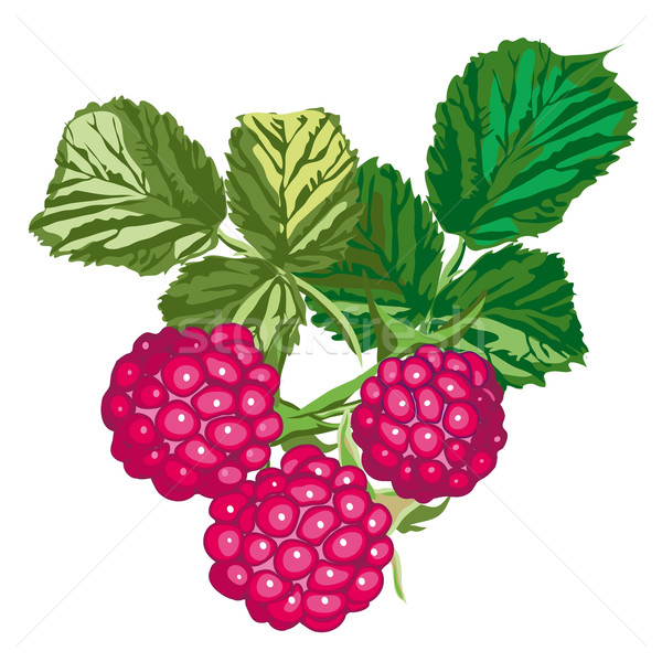 Raspberries With Leaves Stock photo © jul-and