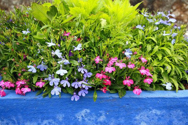Foto stock: Azul · pote · flor · flores · jardim