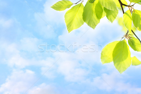 Grean spring leaves and dreamy sky Stock photo © Julietphotography