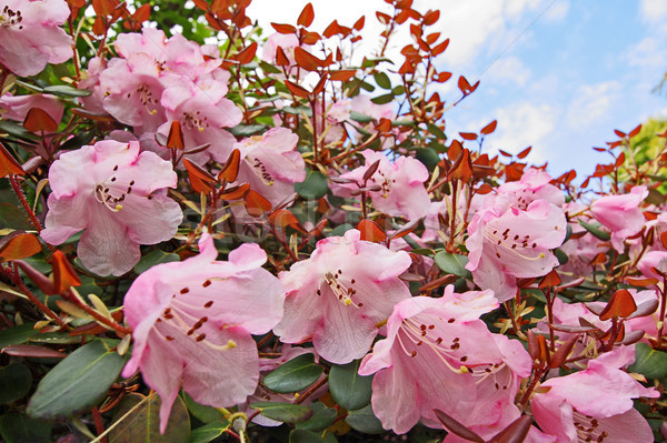 Hermosa azalea flores parque primavera Foto stock © Julietphotography