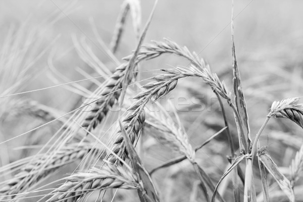 Wheat in black and white close up Stock photo © Julietphotography