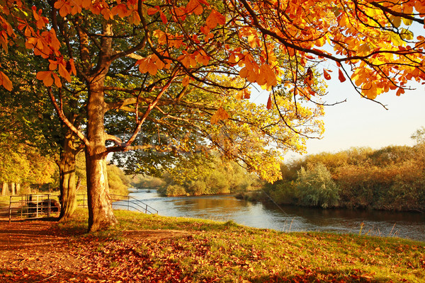 Gyönyörű ősz park délután őszi víz Stock fotó © Julietphotography