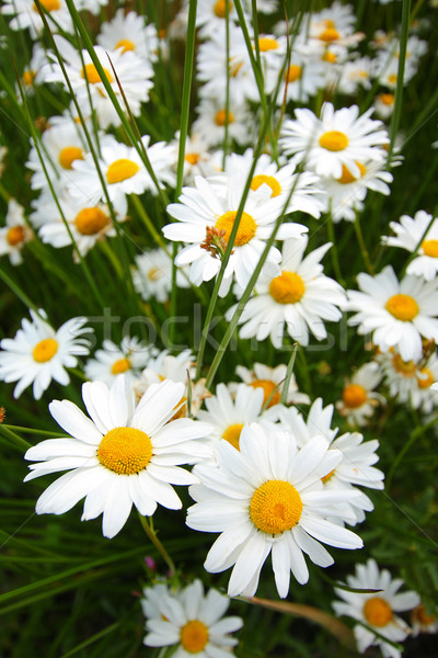Beautiful marguerite flowers Stock photo © Julietphotography