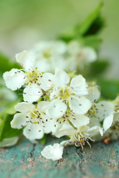 Schönen Frühling weißen Blüten Blüte Blume Blumen Stock foto © Julietphotography