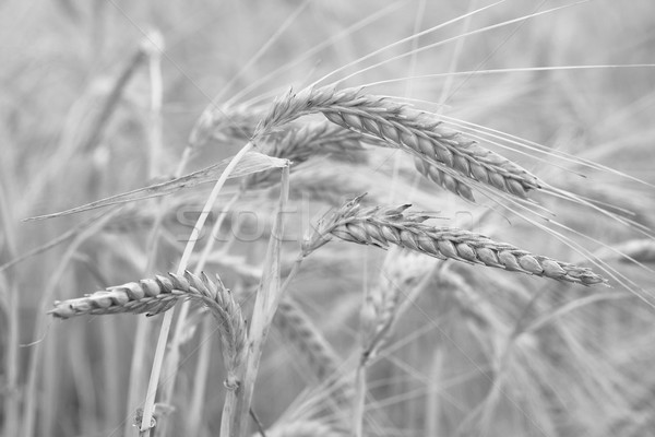 Wheat in black and white close up Stock photo © Julietphotography