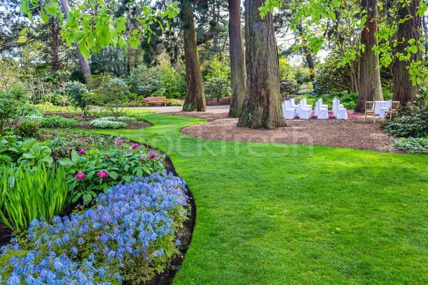 Beautiful, botanic garden in Spring. Beautiful Corydalis Flexuosa in full bloom, close up Stock photo © Julietphotography