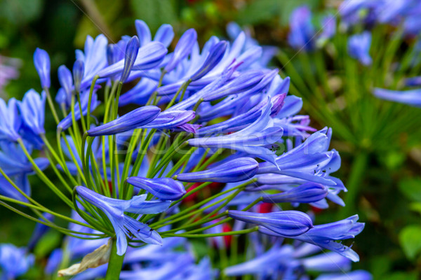 Kék közelkép természet szín gyönyörű legelő Stock fotó © Julietphotography
