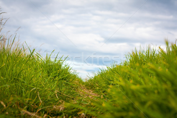 A Path Through The Grass Stock Photo C Julietphotography Stockfresh