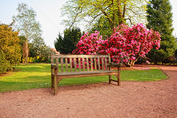 Güzel eski park açelya ağaçlar bahar Stok fotoğraf © Julietphotography