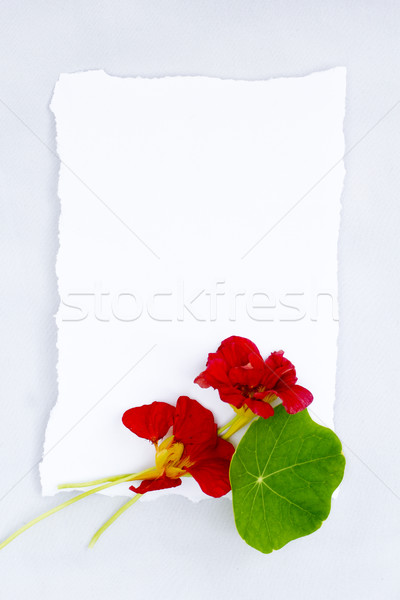 Pink roses in the shape of the circle on white background Stock photo © Julietphotography