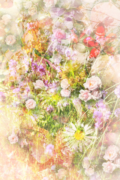 夏季花卉 草地 美麗 背景 雛菊 商業照片 © Julietphotography