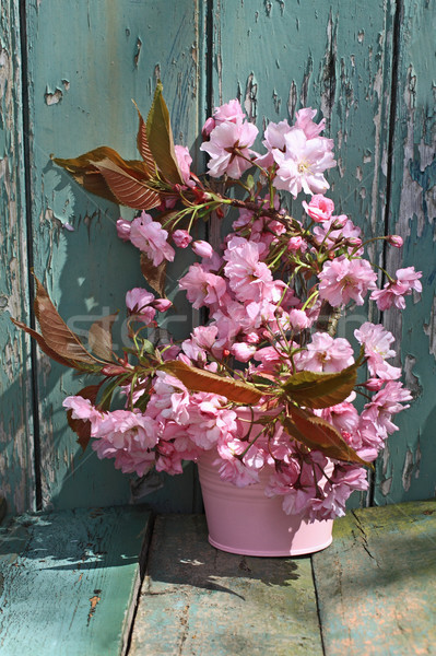美しい 桜 花 花瓶 ヴィンテージ スタイル ストックフォト © Julietphotography