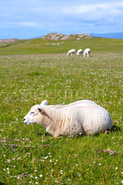 Sheep and horses in the fields of Iona in the Inner Hebrides, Scotland Sheep in the fields of Iona i Stock photo © Julietphotography