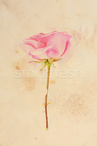 Joli floral vintage texture rose Photo stock © Julietphotography
