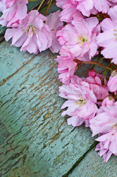 Japanese Cherry Blossom Beautiful Background Stock Photo