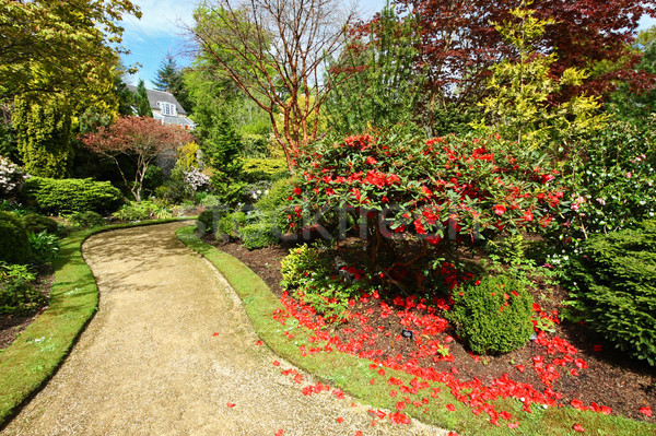 Mooie voorjaar tuin ontwerp Rood azalea Stockfoto © Julietphotography