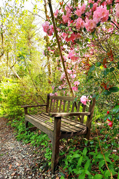 Beautiful romantic garden with wooden bench and azalea trees Stock photo © Julietphotography