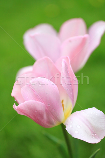 Tulips in the spring garden Stock photo © Julietphotography