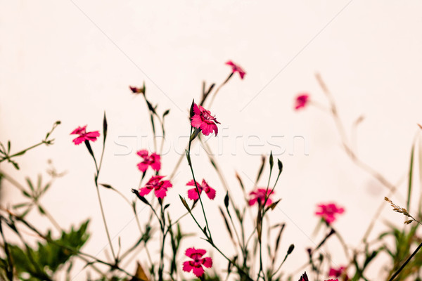 Mossy saxifrage fireworks, rockery plants Stock photo © Julietphotography