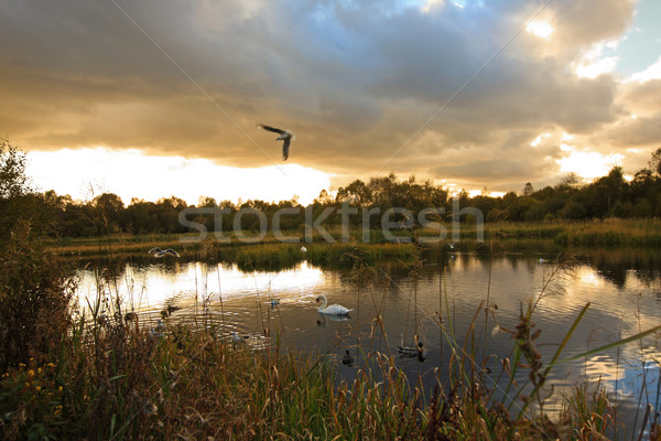 Sunset at the lake with swans and birds Stock photo © Julietphotography