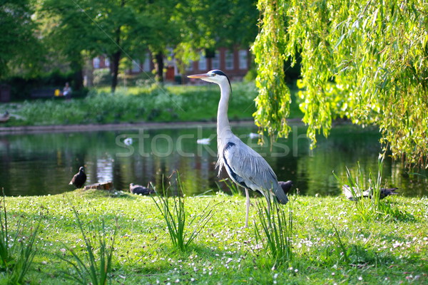 Piękna czapla Londyn parku wody Zdjęcia stock © Julietphotography