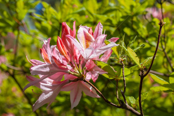 Beautiful pink rhododendron flowers Stock photo © Julietphotography