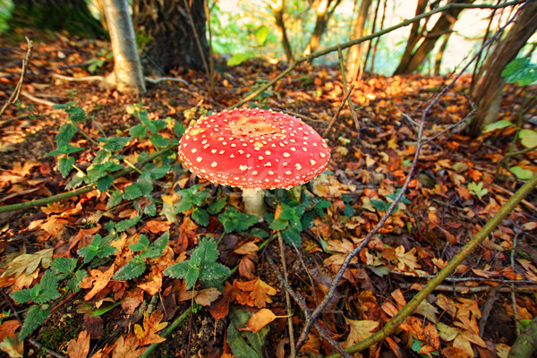 Lovely toadstool close up  Stock photo © Julietphotography