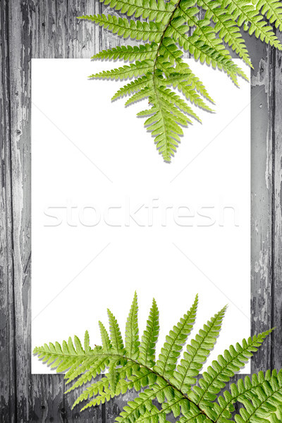 Fern leaves, artistic background with copy space Stock photo © Julietphotography