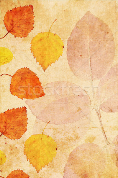 Schönen Jahrgang herbstlich Blätter Wand Stock foto © Julietphotography