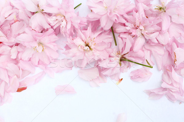 春 日本語 桜 美しい 花 太陽 ストックフォト © Julietphotography