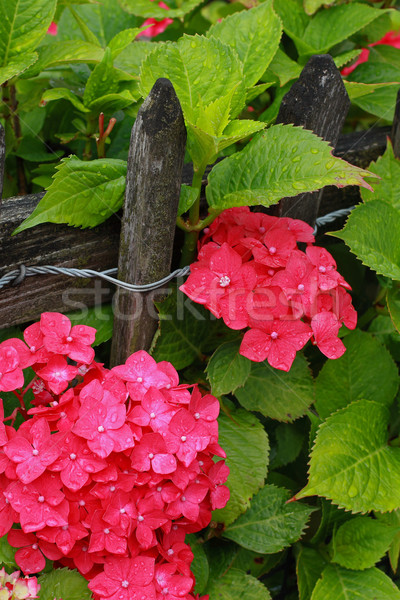 Beautiful hydranges in the garden  Stock photo © Julietphotography