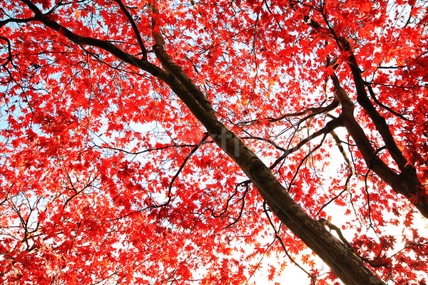 Red Japanese Maple tree in the park  Stock photo © Julietphotography