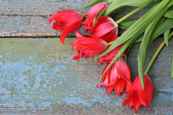 Red tulips  Stock photo © Julietphotography