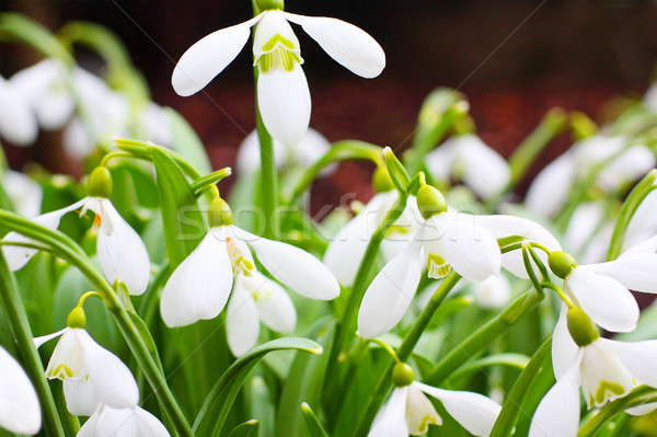 Stock photo: Spring snowdrops close up