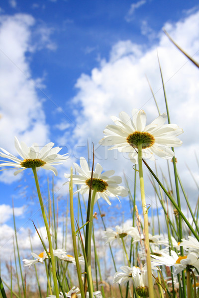 Foto d'archivio: Bella · fiori · giardino · fiore · natura · bellezza