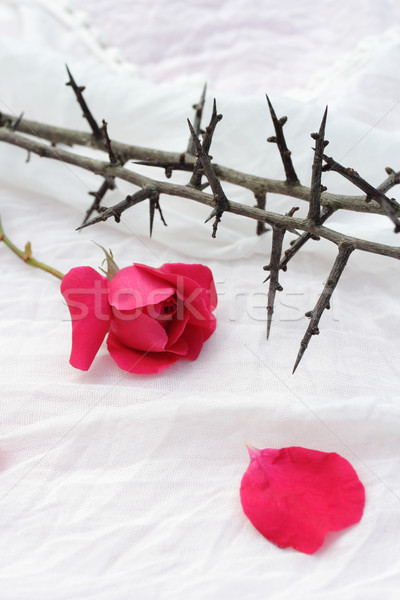 Thorns against white fabric and red rose petals, Christian background Stock photo © Julietphotography
