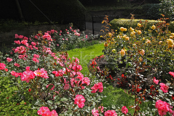 Rose garden  Stock photo © Julietphotography