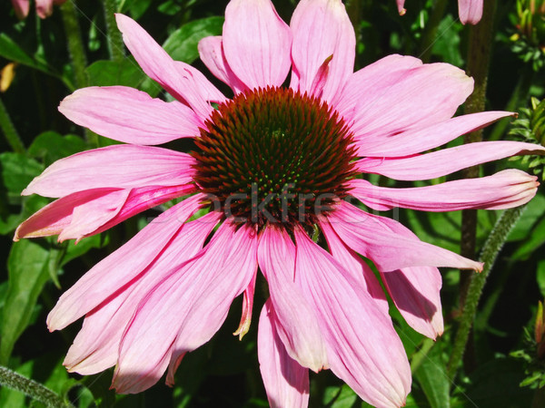 Stock photo: Beautiful echinacea close up