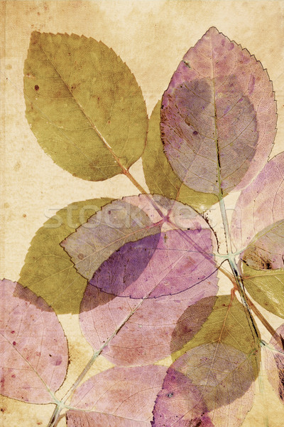 Schönen Jahrgang Blätter stieg herbstlich Papier Stock foto © Julietphotography