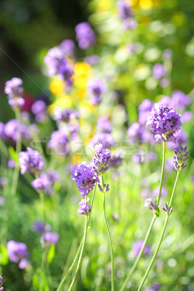 Summer lavender meadow Stock photo © Julietphotography