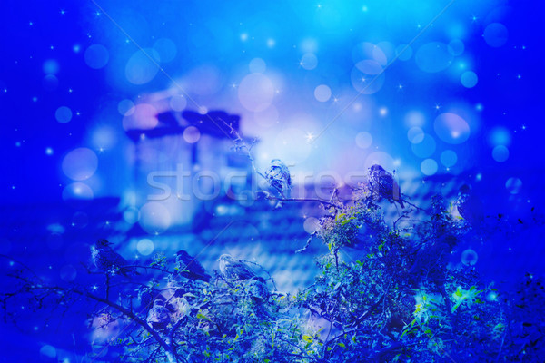 Dreamy winter scene with starling birds in the garden  Stock photo © Julietphotography