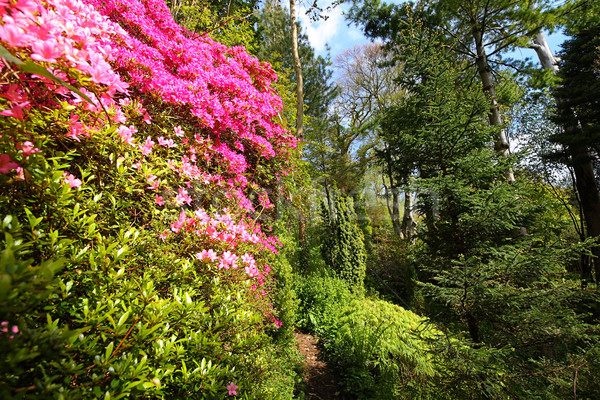 Pink azalea and conifer trees in the old garden  Stock photo © Julietphotography