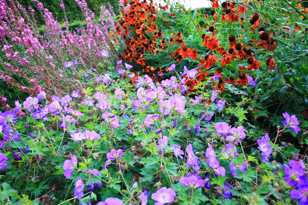  Purple geranium flowers in the garden Stock photo © Julietphotography