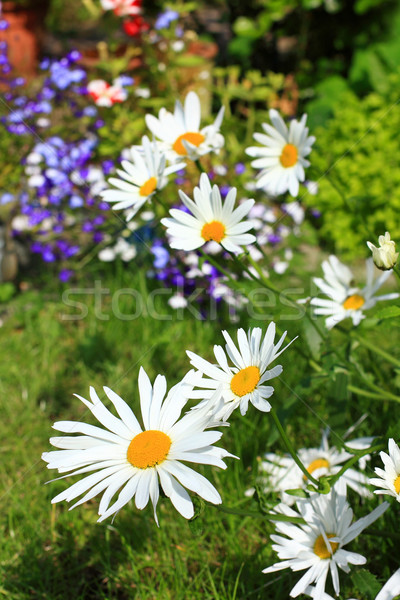 Foto stock: Belo · flores · jardim · flor · natureza · beleza