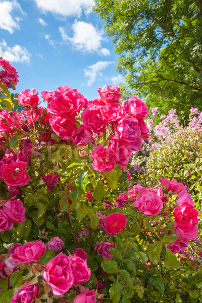 Pink roses in the Garden of Eden Stock photo © Julietphotography