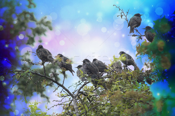 Dreamy scene with starling birds in the garden and bokeh lights Stock photo © Julietphotography