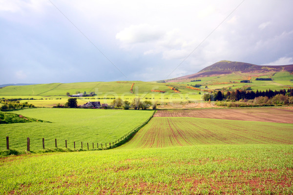 Voorjaar landschap Schotland velden tarwe hemel Stockfoto © Julietphotography