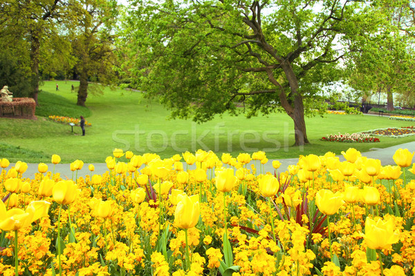 Zdjęcia stock: żółty · tulipany · parku · Wielkanoc · niebo · trawy