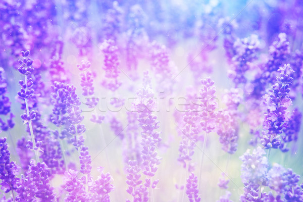 álomszerű gyönyörű levendula bokeh fények textúra Stock fotó © Julietphotography