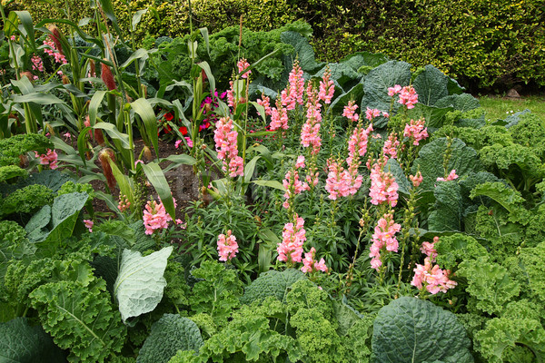 Vegetable garden  Stock photo © Julietphotography